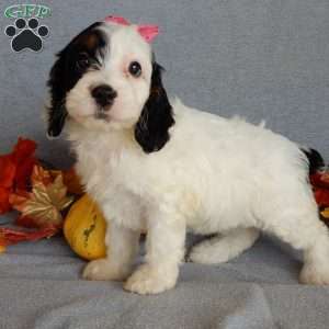 Snoopy, Cockapoo Puppy